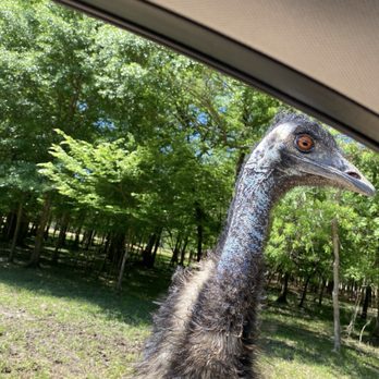 Alabama Safari Park - Zoos Near Me - Hope Hull, Alabama