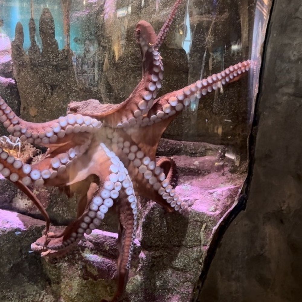 Seattle Aquarium - Octopus - Aquariums Near Me - Seattle, Washington Seattle Aquarium - Octopus - Aquariums Near Me - Seattle, Washington