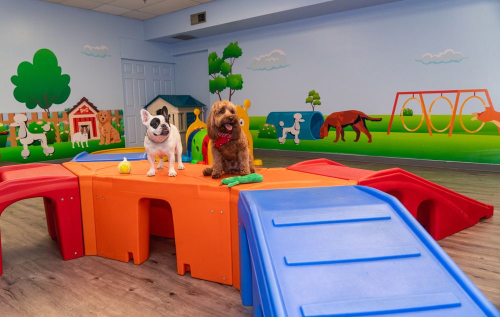 Calabasas Pawz Inn - pet boarding facility in Calabasas, CA