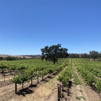 Robert Hall Winery - View of the Vineyard to the west - Wine Tasting Room Near Me - Paso Robles, California Robert Hall Winery - View of the Vineyard to the west - Wine Tasting Room Near Me - Paso Robles, California