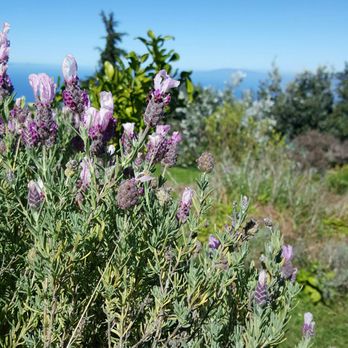 Ali'i Kula Lavender - Lavender - Tours Near Me - Kula, Hawaii Ali'i Kula Lavender - Lavender - Tours Near Me - Kula, Hawaii
