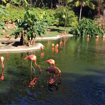 Jungle Island - Amusement Parks Near Me - Miami, Florida