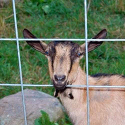Wood's Ice Cream - Goats next door to Wood's