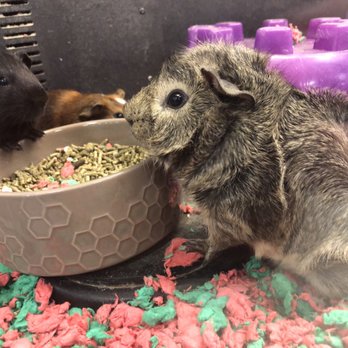 PetSmart - baby piggies :) - Pet Stores Near Me - Woodbury, New Jersey PetSmart - baby piggies :) - Pet Stores Near Me - Woodbury, New Jersey