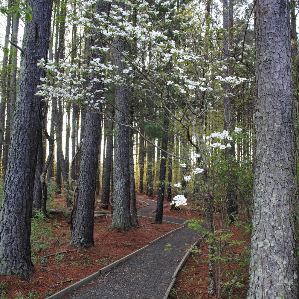 Reynolds Homestead - The woodland path - Landmarks & Historical Buildings Near Me - Critz, Virginia