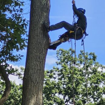 Cedar Stone Tree Works - On the job - Tree Services Near Me Cedar Stone Tree Works - On the job - Tree Services Near Me