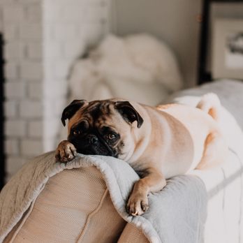 Fetch! Pet Care - Pet care - Pet Sitting Near Me Fetch! Pet Care - Pet care - Pet Sitting Near Me
