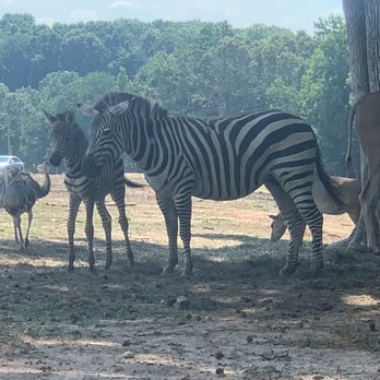 Zootastic Park - Zoos Near Me - Troutman, North Carolina Zootastic Park - Zoos Near Me - Troutman, North Carolina