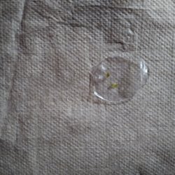 Kroger - Plastic found in Kroger brand small premade salad bowls