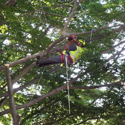 Andy's Tree Service - untitled