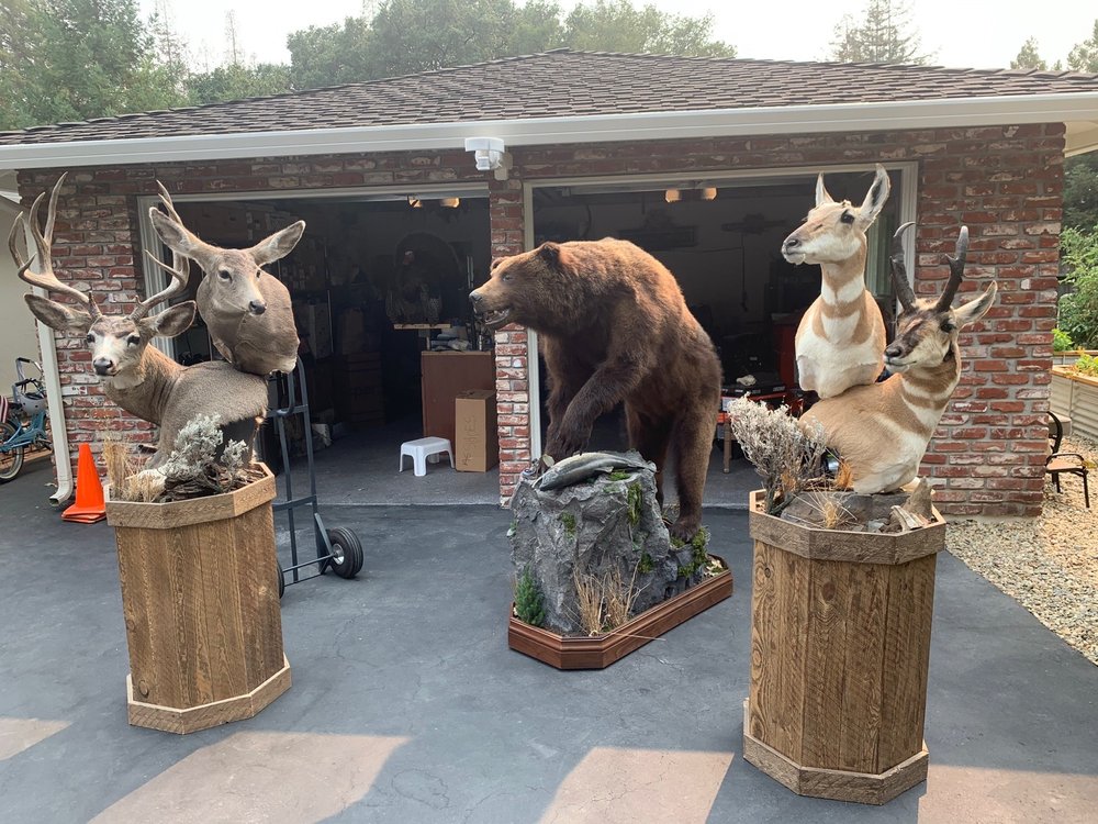 HIGH TIMBER TAXIDERMY Concord, California Taxidermy Phone Number Yelp