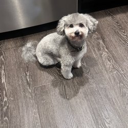 The Painted Pooch