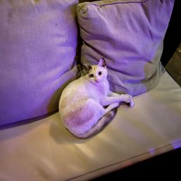 Resident Gato! Resident Gato!