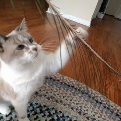 Music City Cats - Maeby loves playing feather