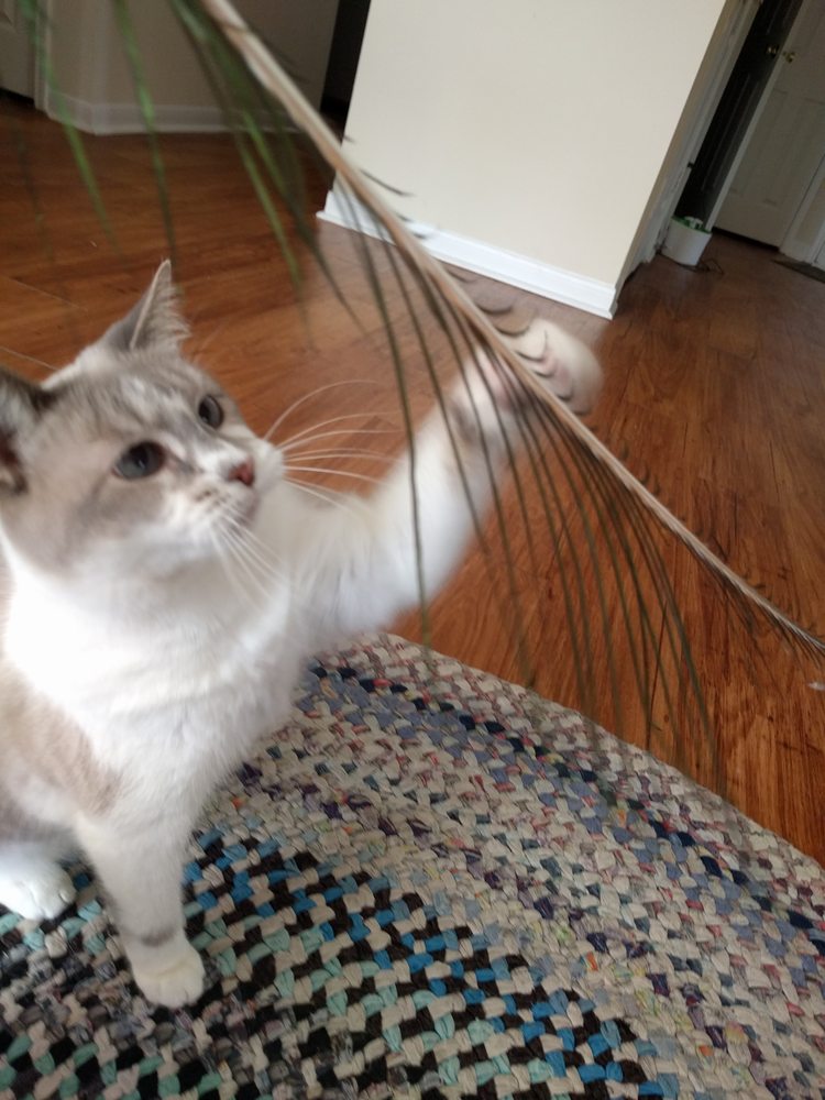 Music City Cats - pet boarding facility in Nashville, TN