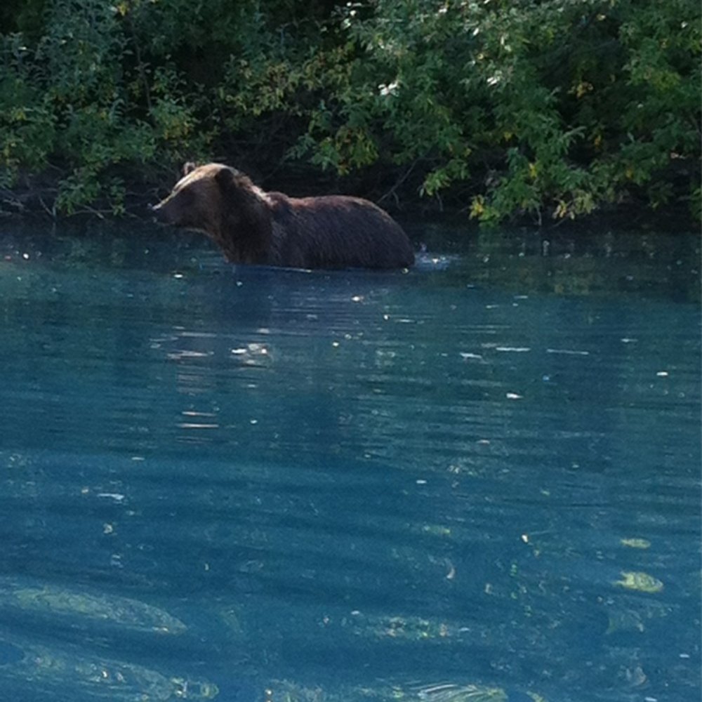 Grizzly Grizzly