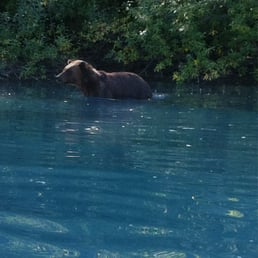 Grizzly Grizzly