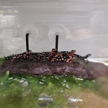 Reptiles N More - Reptile Shops Near Me - Orange, California