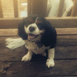 East Greenville Animal Hospital - Caroline loves going to visit East Greenville Animal Hospital.