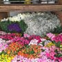 Photo of Sunrise Wholesale Flowers
