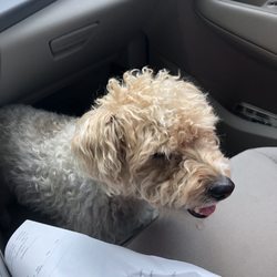 Logan Pine Kennel - On the way to Logan Pines to see Penny! Snickers is a happy dog!
