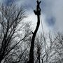 Photo of Brossart F. Tree Service