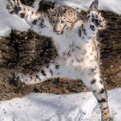 Wild Cat Education and Conservation Fund - Baby snow leopard is now eight months