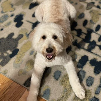 Bark Avenue Grooming - Pet Groomers Near Me - New York, New York