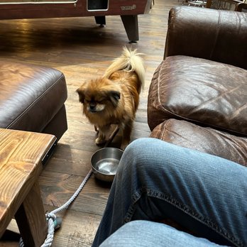 Hellbent Brewing Company - My dog loved it! - Sports Bars Near Me - Seattle, Washington