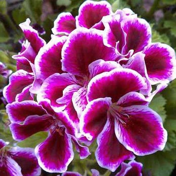 JonBoy's Plant Paradise - One of the only greenhouses in the area to grow and sell Regal "Martha Washington" Geranium. - Nurseries & Gardening Near Me - Ovid, Michigan