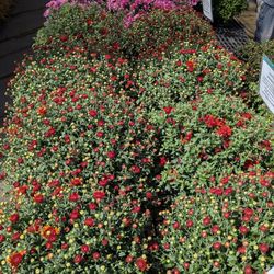 Growers Outlet - Great collection of potted plants