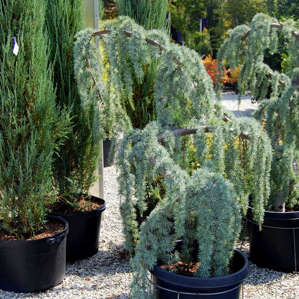 EDGEFIELD PLANT & STONE CENTER CLOSED 10 Photos 3307 Edgefield Rd