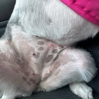 Lilly Pups Boutique - Injury - Pet Groomers Near Me - St. Cloud, Florida Lilly Pups Boutique - Injury - Pet Groomers Near Me - St. Cloud, Florida