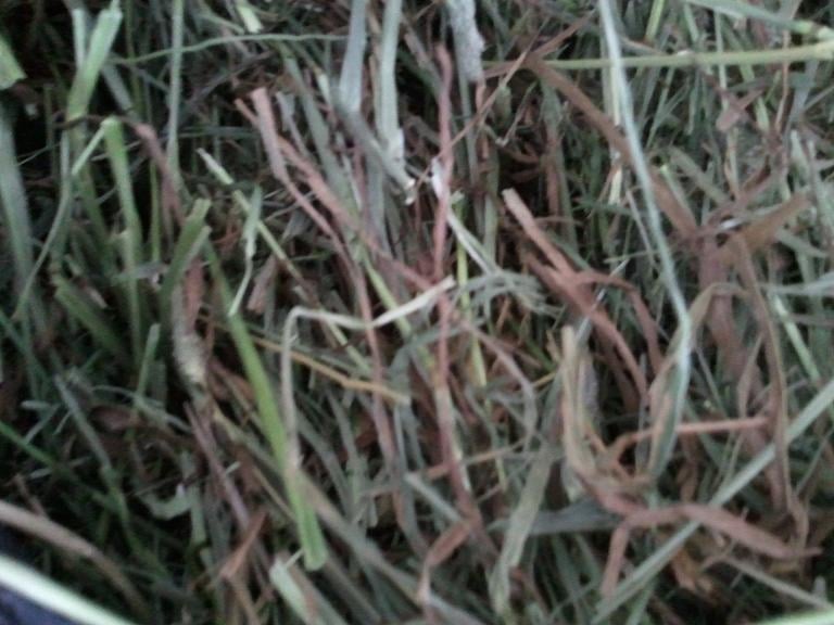 YORBA LINDA FEED STORE Updated August 2024 51 Photos & 106 Reviews