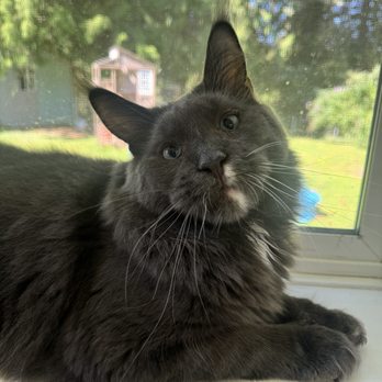KingMainecattery - Pet Breeders Near Me