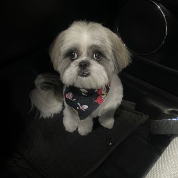 Leashes Pet Salon - Fresh from the groomer - Pet Groomers Near Me - North Las Vegas, Nevada Leashes Pet Salon - Fresh from the groomer - Pet Groomers Near Me - North Las Vegas, Nevada