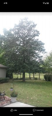 Legacy View Tree Care