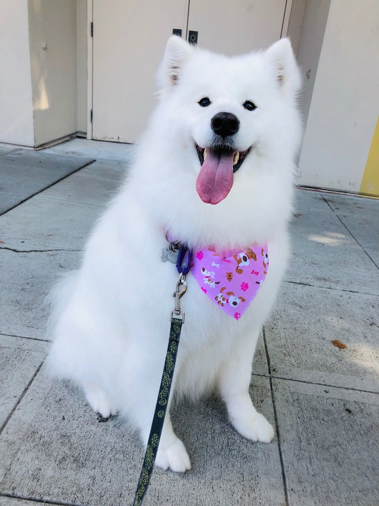 POSH PAWS GROOMING SALON 108 Photos & 227 Reviews 6411 Roosevelt