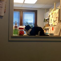 Just Cats Veterinary Care - Good receptionist
