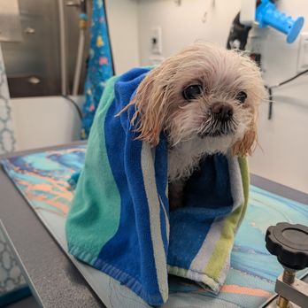 Kritter Kare Spa - Pet Groomers Near Me Kritter Kare Spa - Pet Groomers Near Me