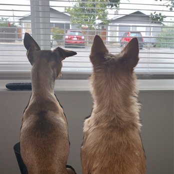Down Home Dog Grooming - Hope Rae & Chloe Grace pondering when their next Puppy Spa Day with Robbyn is going to be..... - Pet Groomers Near Me Down Home Dog Grooming - Hope Rae & Chloe Grace pondering when their next Puppy Spa Day with Robbyn is going to be..... - Pet Groomers Near Me