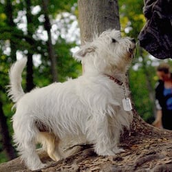 Ossining Dog Park - Big and small, they just love it there