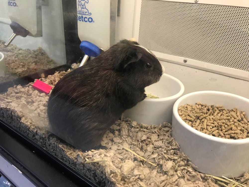 PETCO 14 Reviews 165 Bricktown Way, Staten Island, New York Pet