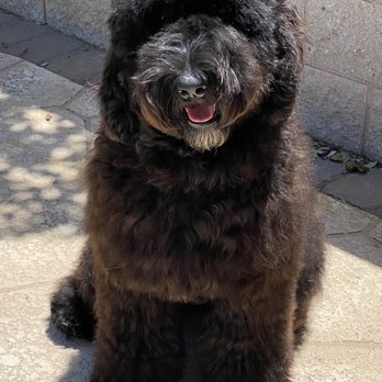 Paws R Us - Pet Groomers Near Me - Henderson, Nevada Paws R Us - Pet Groomers Near Me - Henderson, Nevada