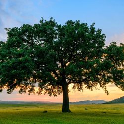 Affordable Tree Service