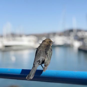 Fish - Seafood Near Me - Sausalito, California
