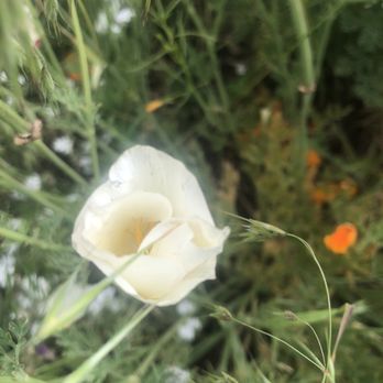 The Wildlands Conservancy - Community Service/Non-Profit Near Me - Oak Glen, California The Wildlands Conservancy - Community Service/Non-Profit Near Me - Oak Glen, California