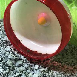 Dirty hamster wheel Dirty hamster wheel