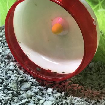 PetSmart - Dirty hamster wheel - Pet Stores Near Me - Wilkes Barre, Pennsylvania PetSmart - Dirty hamster wheel - Pet Stores Near Me - Wilkes Barre, Pennsylvania