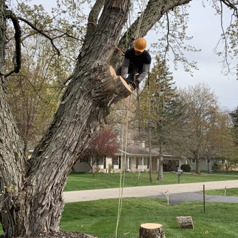 TimberMan Tree Service - Tree trimming. Removed large branch over house. - Tree Services Near Me